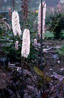 Cimicifuga simplex "Hillside Black Beauty"