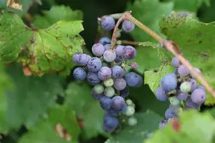 Vitis riparia - raisin - vigne