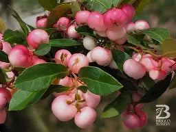 Gaultheria Procumbens "Winter Fiesta