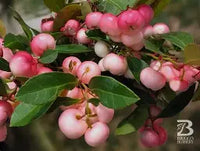Gaultheria Procumbens "Winter Fiesta
