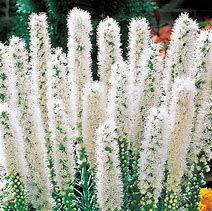 liatris spicata floristan weiss