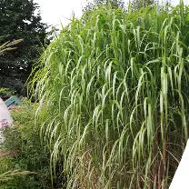 Miscanthus giganteus (M.jponicus m. floridulus)