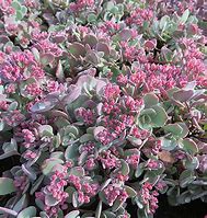 Sedum ‘Bertram Anderson’