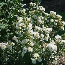 Rosa Oso EasyIce bay - rosier