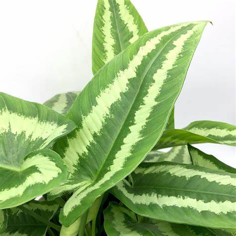 752〓希少Schismatoglottis wallichii ミント斑 Schismatoglottis Wallichii – FleurExcel Inc.