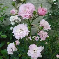Rosa - Polyantha - The Fairy