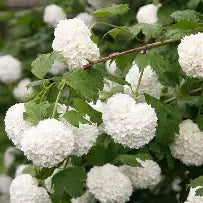 Viburnum opulus "Roseum" (V.o. sterile)
