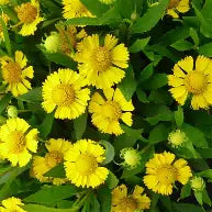Helenium Salud Yellow