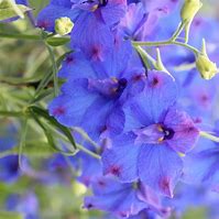 Delphinium grandiflorum "Blue Butterfly"