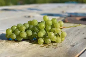 Vitis Adalmiina - E.S.6-16-30 - raisin - vigne