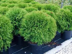 Thuya occidentalis - Woodwardii