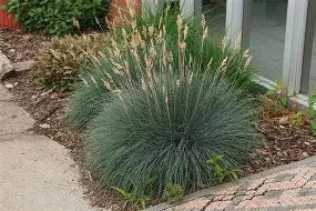 Festuca glauca (f. ovina var. glauca)