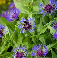 Centaurea montana – FleurExcel Inc.