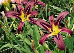 Hemerocallis 'Black Arrowhead'