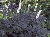 Cimicifuga simplex "Hillside Black Beauty"