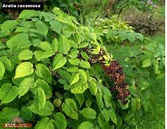 Aralia racemosa