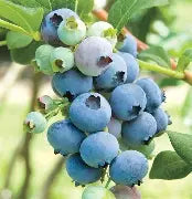 Vaccinium corymbosum 'Bluecrop'