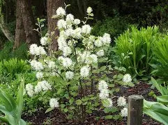 Fothergilla gardenii mount airy