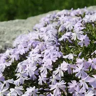 Phlox Subulata Bleu