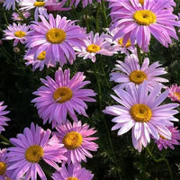 Tanacetum 'Robinsons Pink Painted'