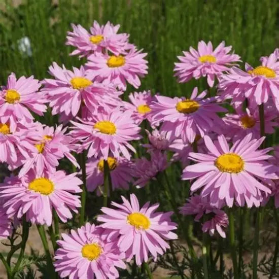 Tanacetum 'Robinsons Pink Painted'