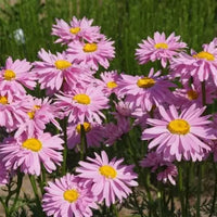 Tanacetum 'Robinsons Pink Painted'