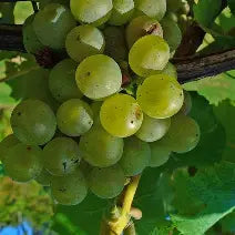 Vitis Bel-Chasse - raisin - vigne