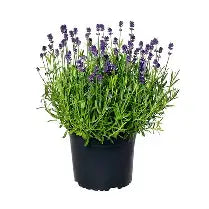 Lavandula angustifolia 'Mini blue' - Lavande