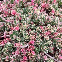 SEDUM spurium ‘tricolor’