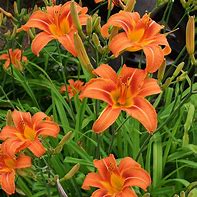 Hemerocallis mix