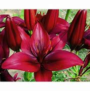 Lilium asiatic cacharel