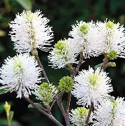 Fothergilla gardenii mount airy