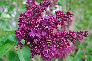 Syringa vulgaris - Agincourt Beauty