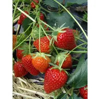 Fragaria Charlotte - fraise
