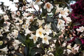 Weigela TUXEDO®