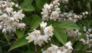 Deutzia gracilis