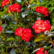 Rosa - Always Together