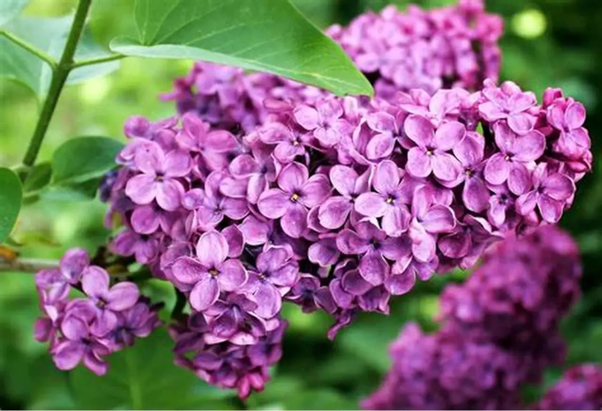 Syringa vulgaris 'Monge' - Lilas