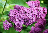 Syringa vulgaris 'Monge' - Lilas