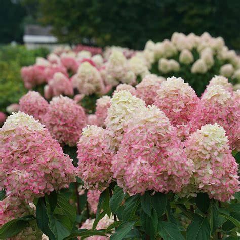 Hydrangea paniculata 'Limelight prime'