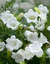 Campanula persicifolia 'Grandiflora Alba' - Campanule