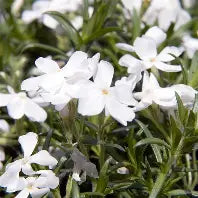 Phlox Subulata Blanc