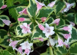 Weigela florida 'Variegata'
