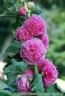 Alcea rosea ‘Chater’s Double’ (rose/pink)