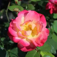 Rosa - Campfire