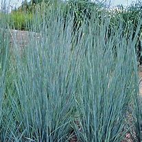 Schizachyrium scoparium 'Prairie Blues'