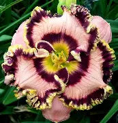 Hemerocallis 'Vegas Jackpot'
