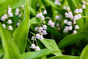 Convallaria majalis rosea