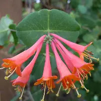 Lonicera brownii - dropmore scarlet