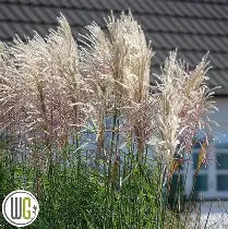 Miscanthus sinensis "Encore"